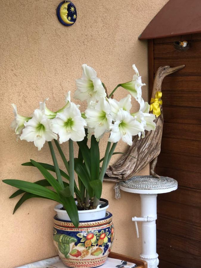 Sensory Garden Bed & Breakfast San Daniele del Friuli Exterior foto